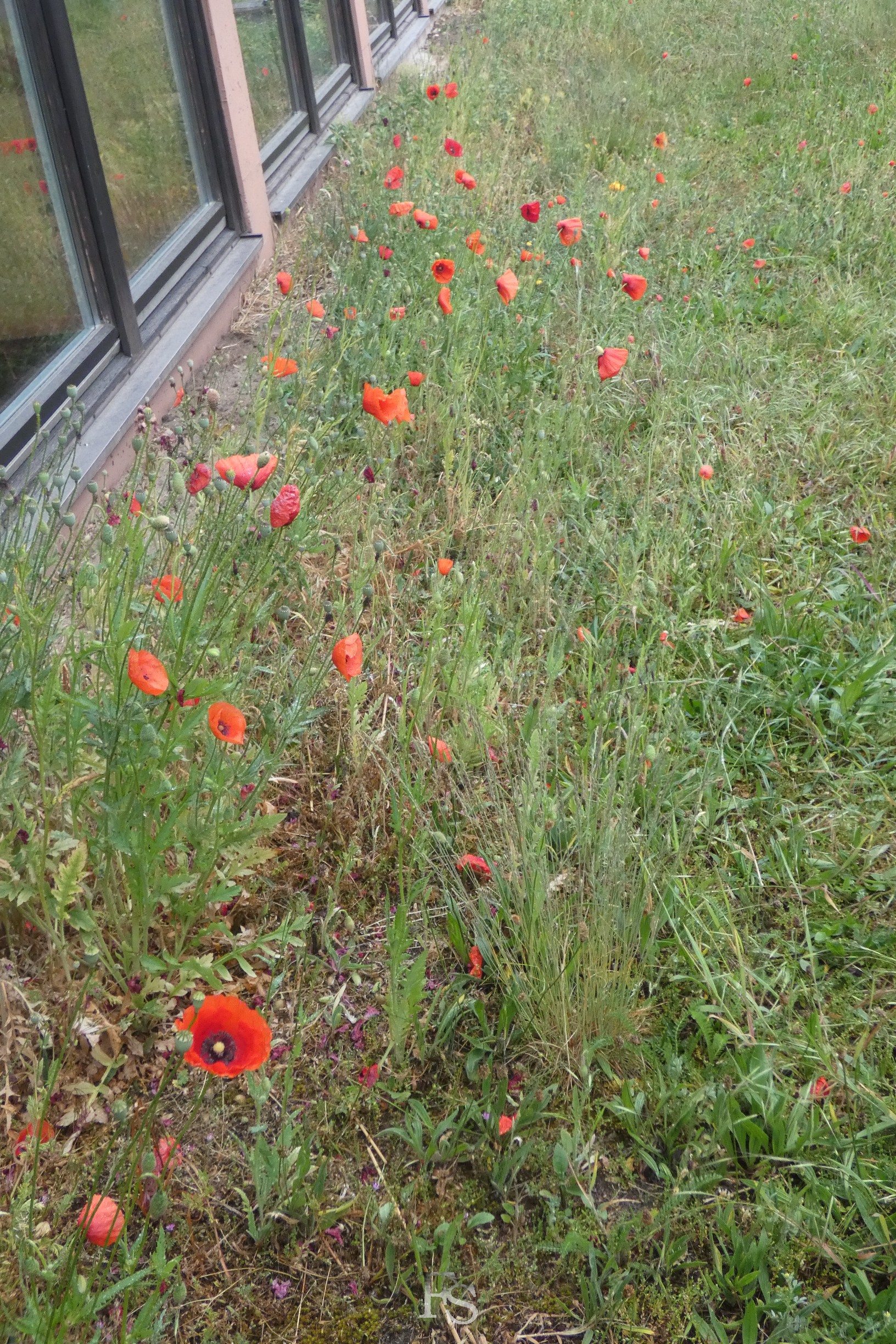 Bienenvolk im Pfarrgarten der Wunderburg