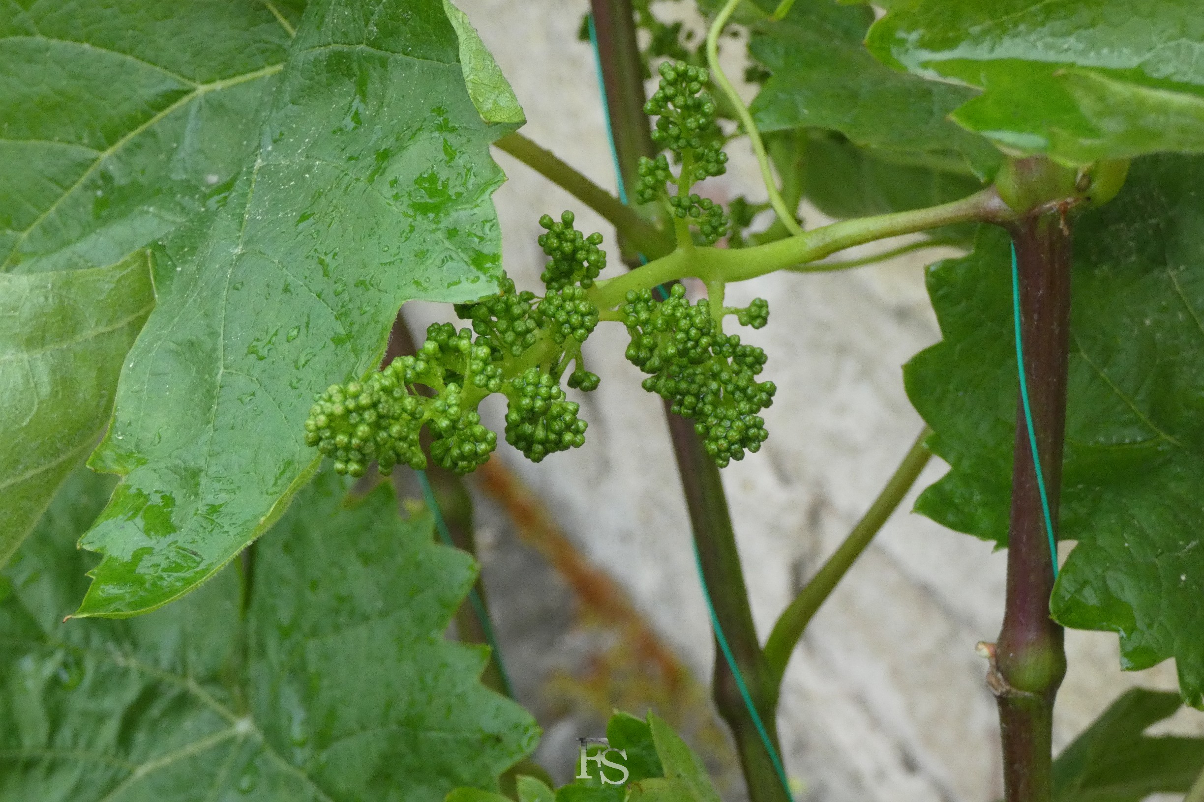 Bienenvolk im Pfarrgarten der Wunderburg