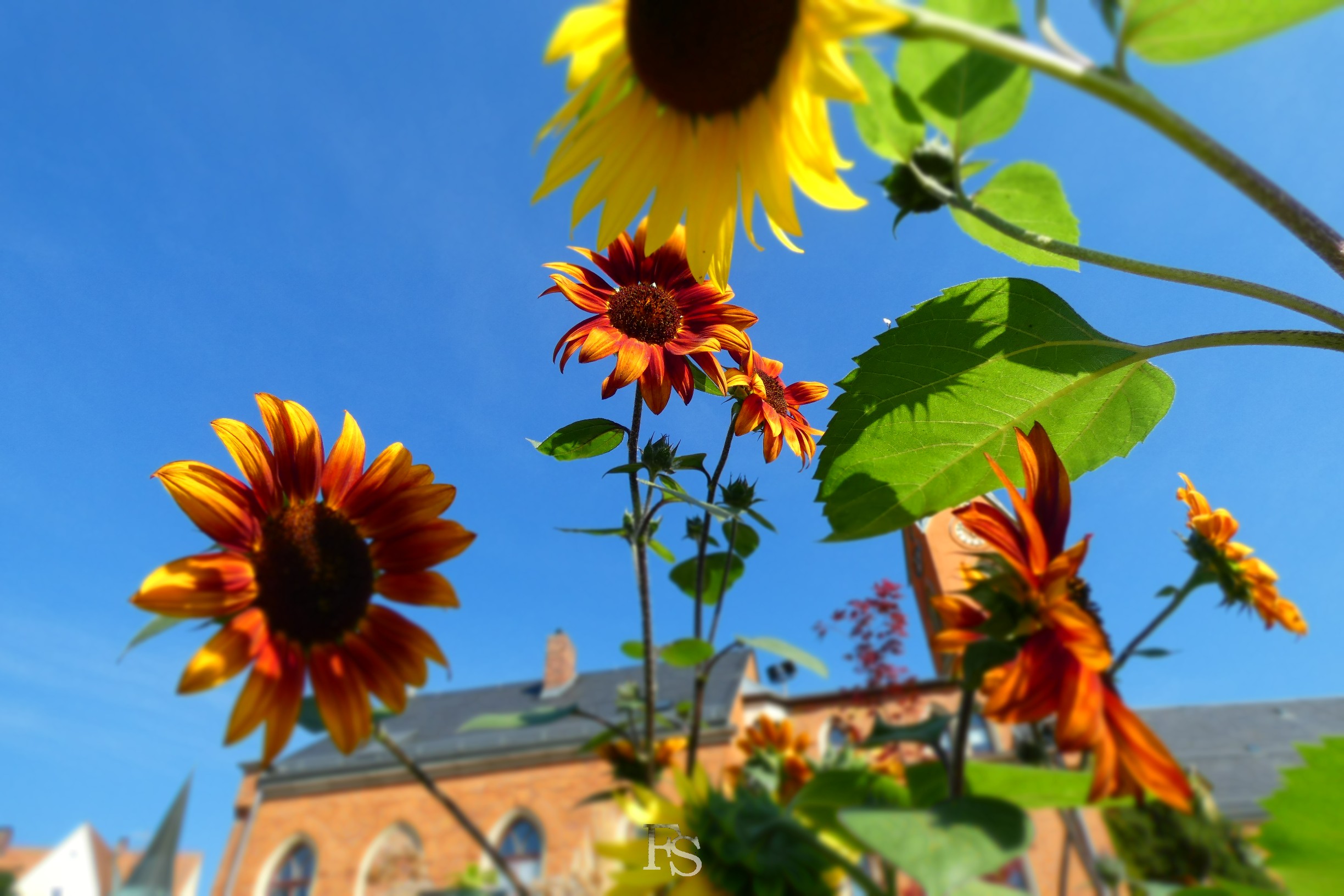 Bienenvolk im Pfarrgarten der Wunderburg