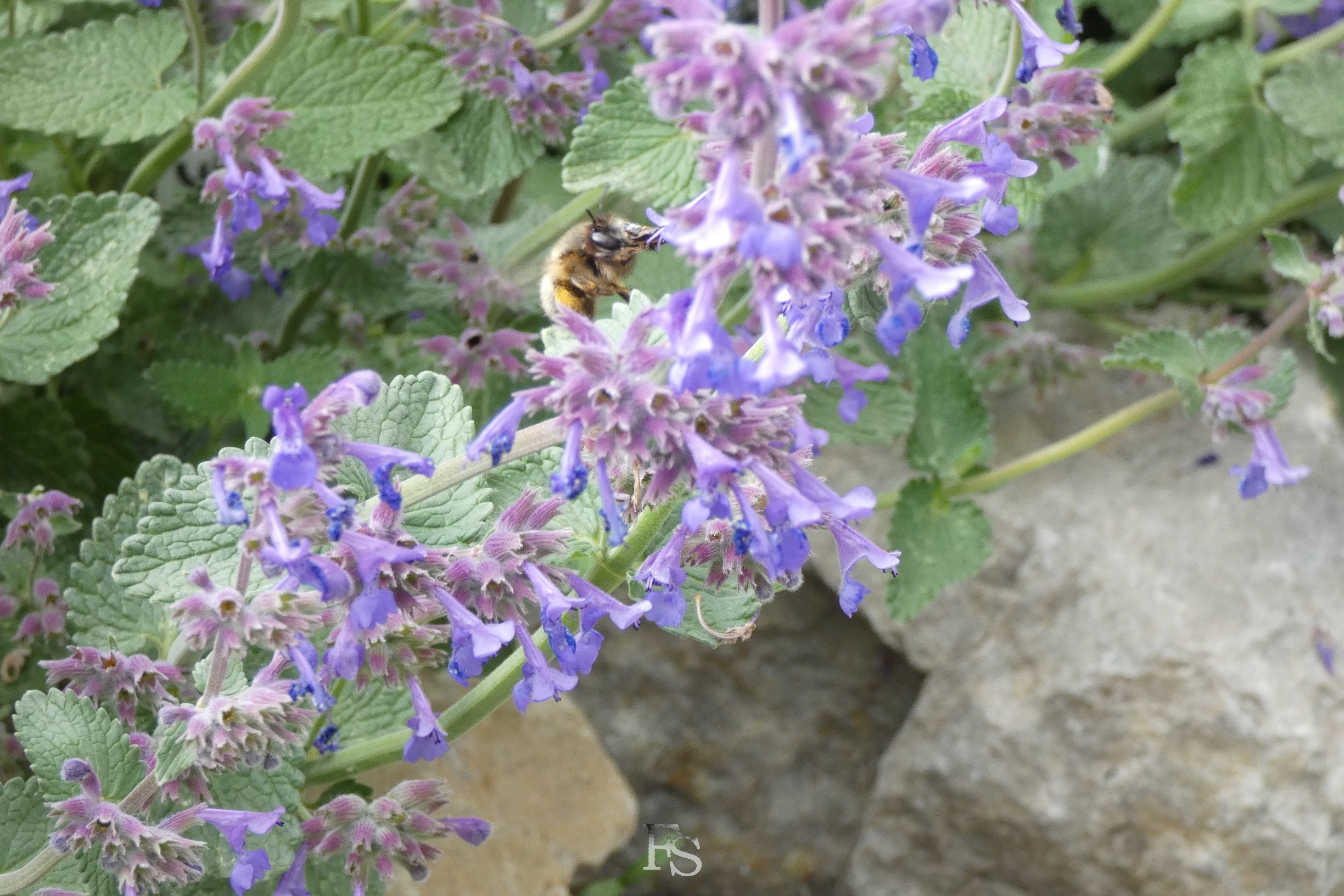 Bienenvolk im Pfarrgarten der Wunderburg