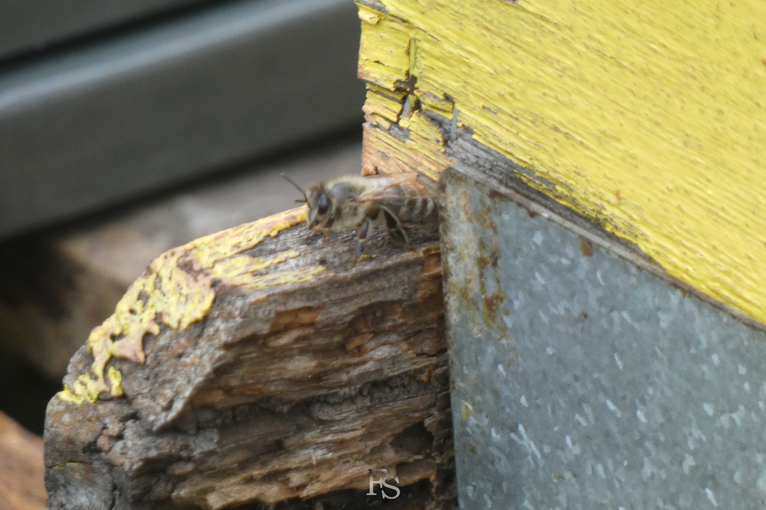 Bienenvolk im Pfarrgarten der Wunderburg