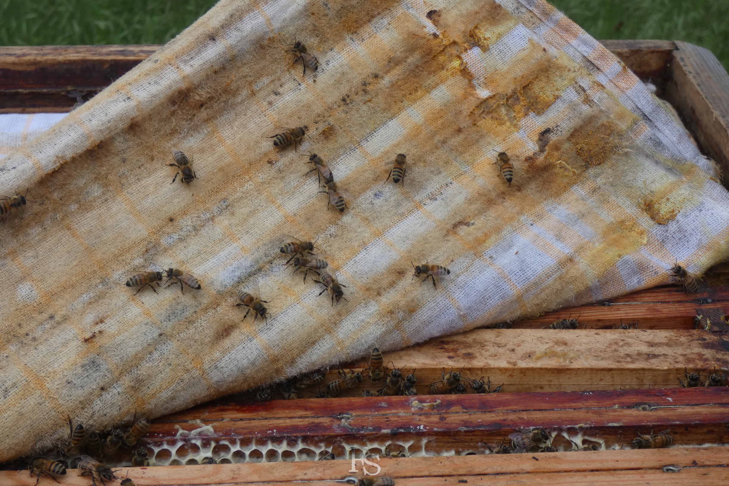 Bienenvolk im Pfarrgarten der Wunderburg