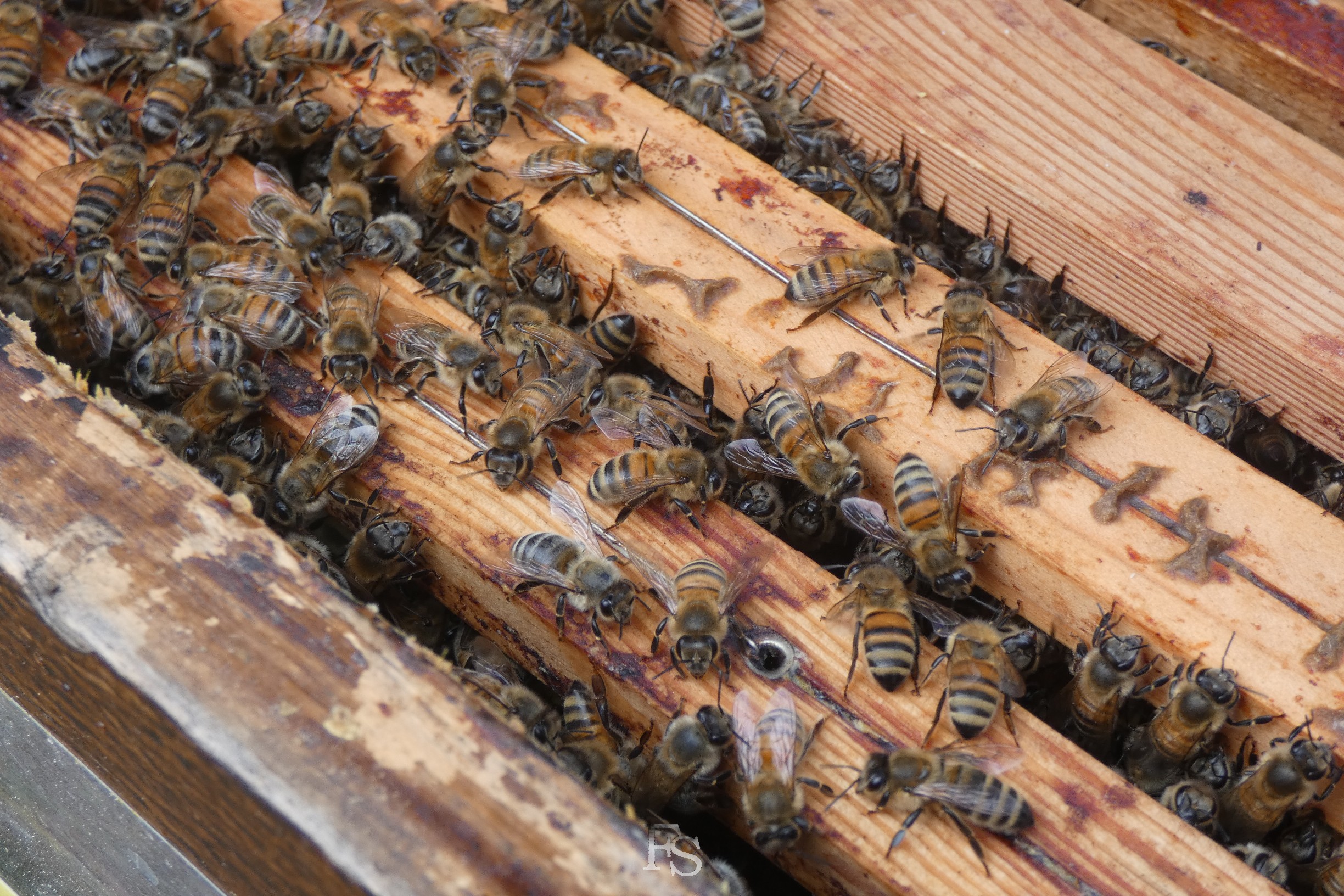 Bienenvolk im Pfarrgarten der Wunderburg