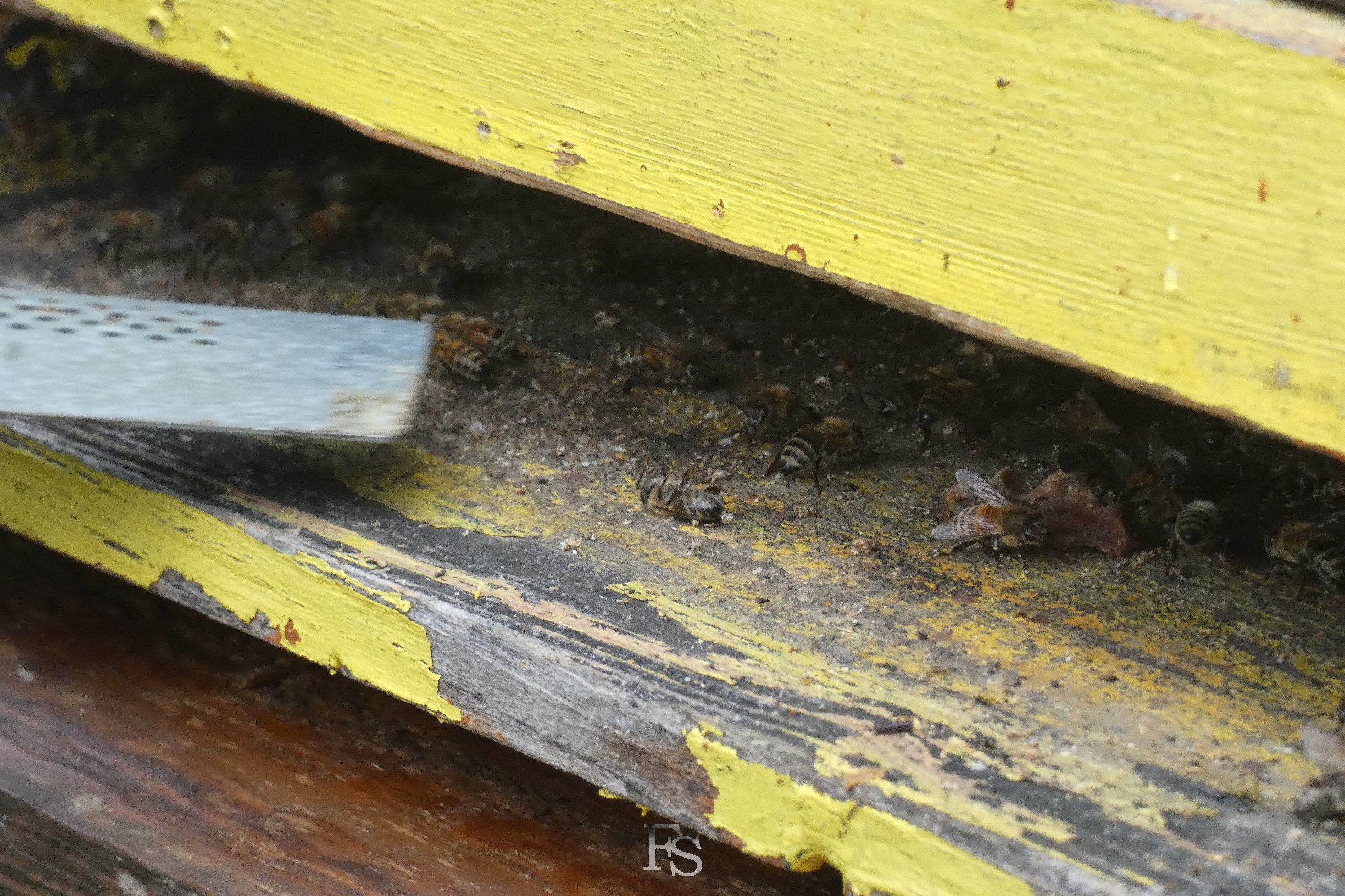 Bienenvolk im Pfarrgarten der Wunderburg