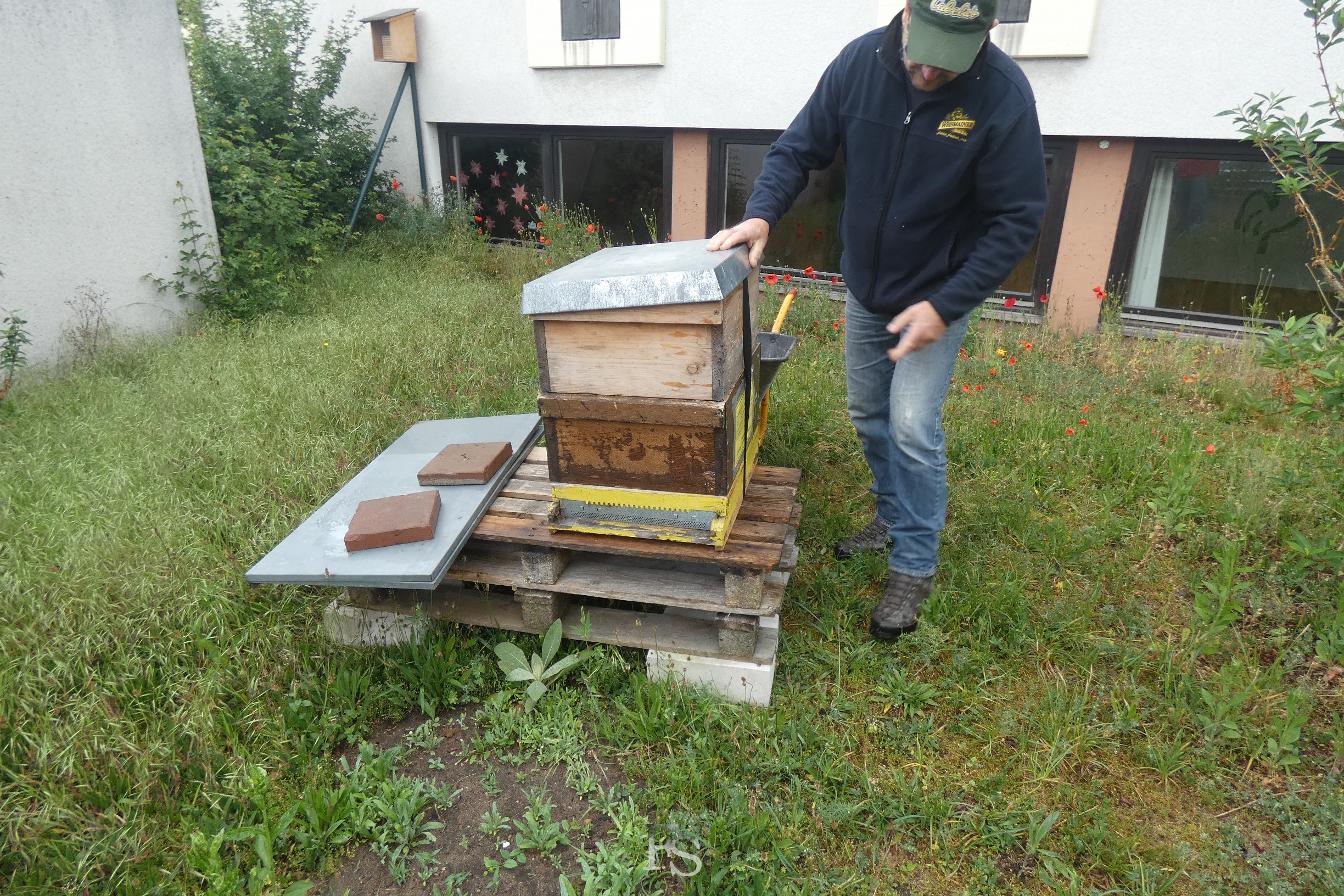 Bienenvolk im Pfarrgarten der Wunderburg