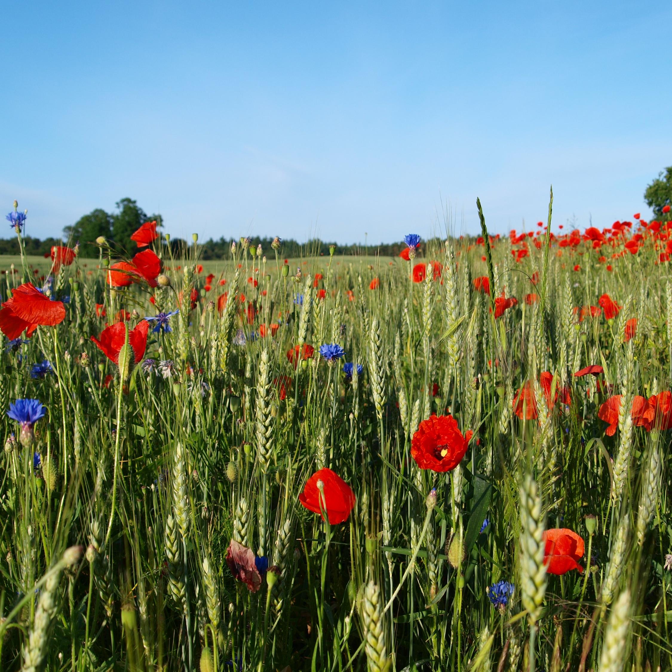 Feld und Unkraut