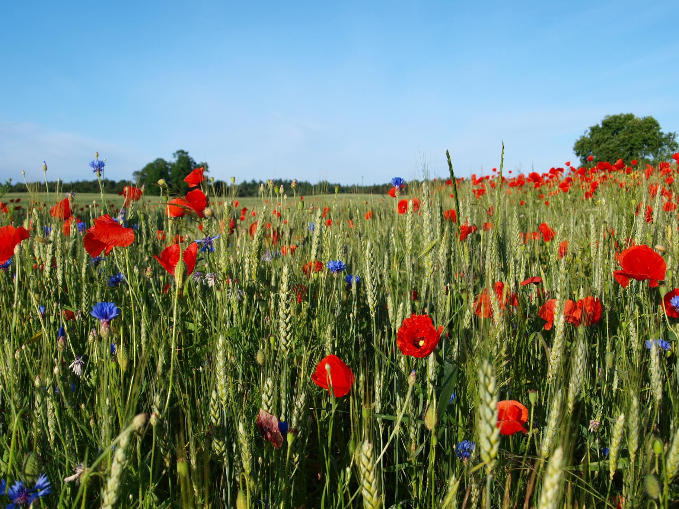 Feld und Unkraut