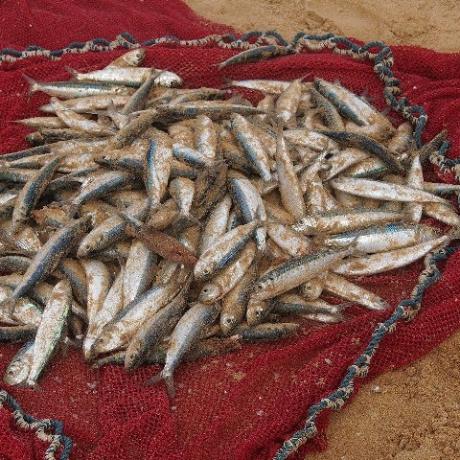 Fischfang