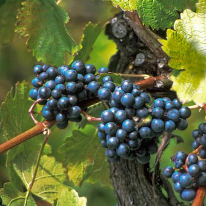Weinstock mit Trauben
