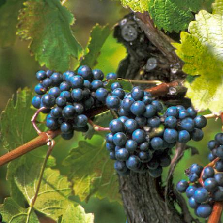 Weinstock mit Trauben