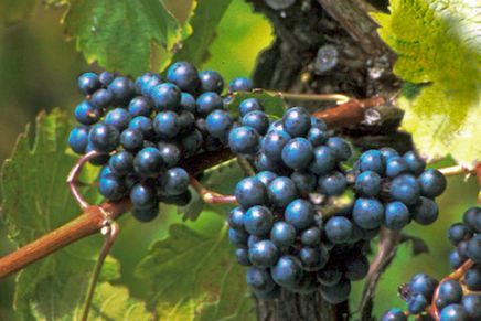 Weinstock mit Trauben