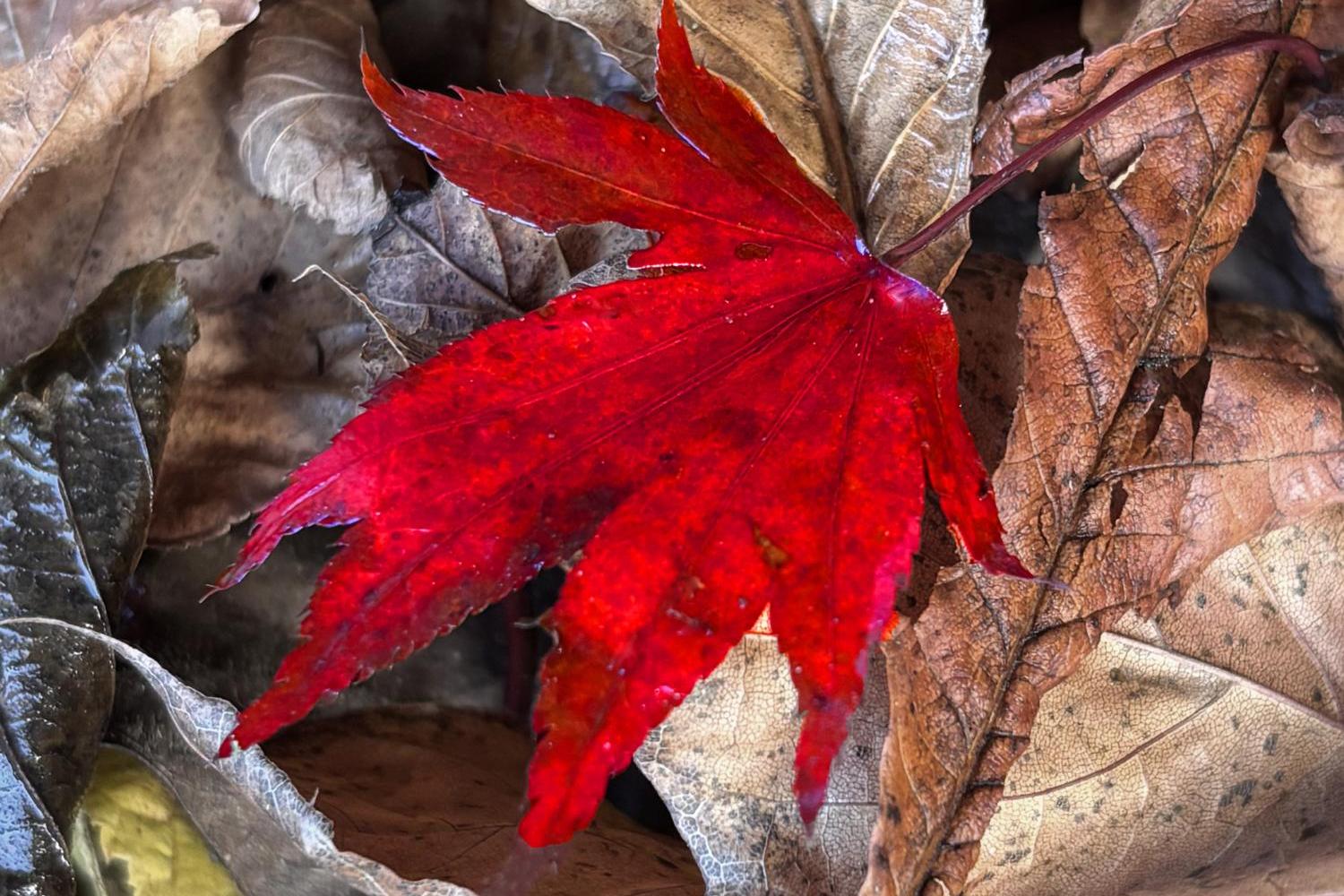 rotes-blatt-im-herbstlichen-laub_by_Christiane-Raabe_pfarrbriefservice
