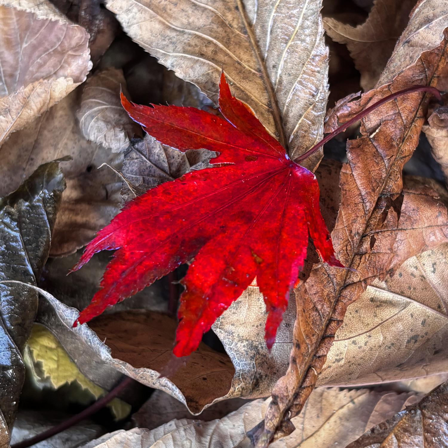 rotes-blatt-im-herbstlichen-laub_by_Christiane-Raabe_pfarrbriefservice