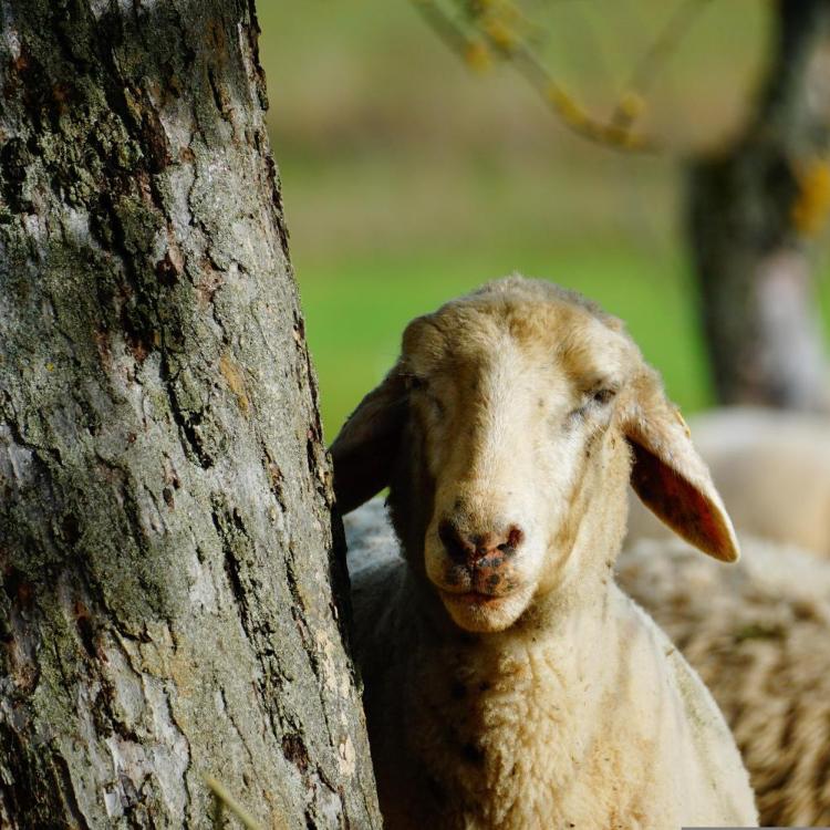 sheep